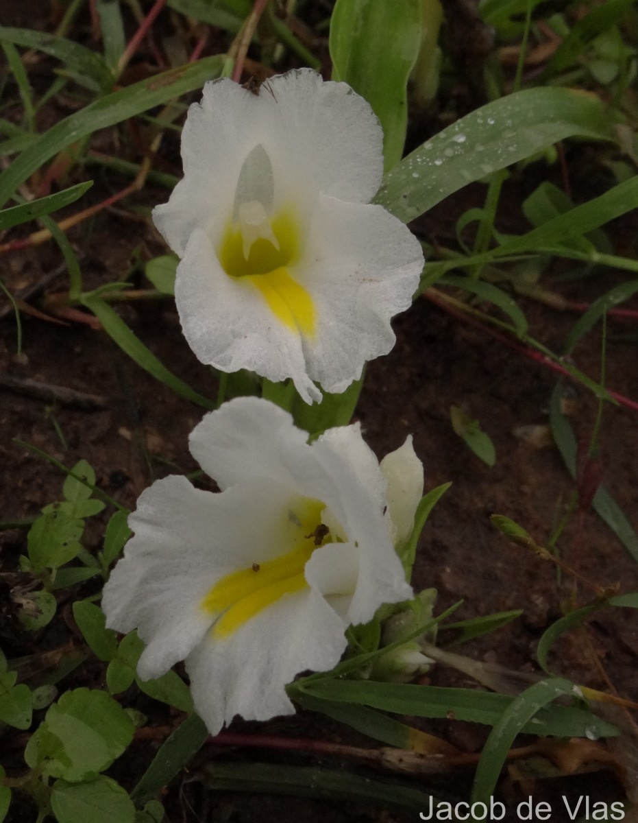 Curcuma oligantha Trimen